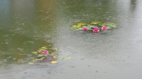 雨中风荷